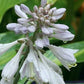 Stand By Me Hosta Plants online shopping