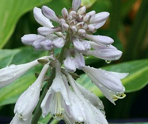 Stand By Me Hosta Plants online shopping