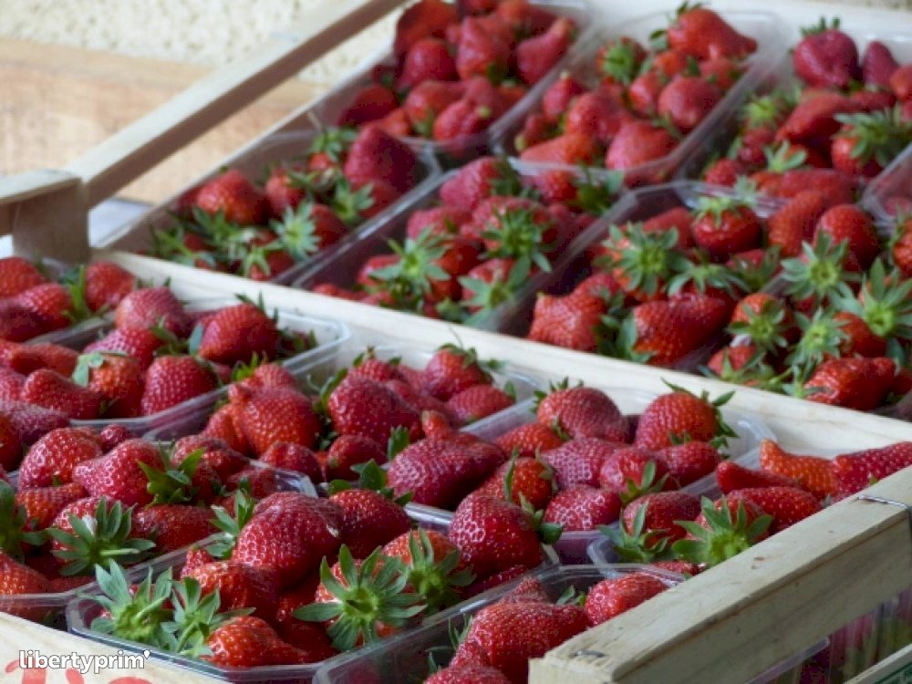 Darselect Mid Season Strawberry