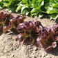 Pomegranate Crunch Lettuce Seeds online shopping