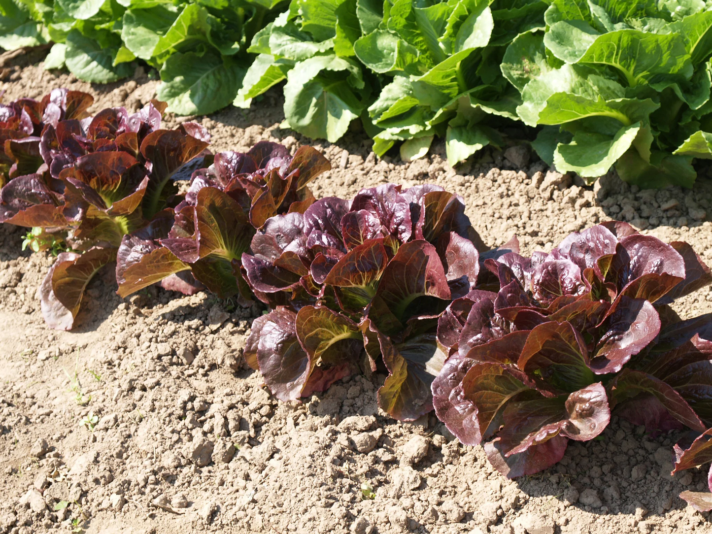 Pomegranate Crunch Lettuce Seeds online shopping