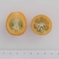 Meiwa Kumquat Budwood citrus plant material online shopping
