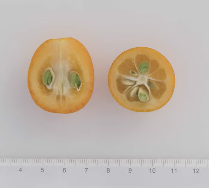 Meiwa Kumquat Budwood citrus plant material online shopping