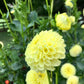 Clearview Daniel Dahlia