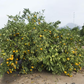 China S-2 Satsuma Mandarin Budwood citrus plant material online shopping