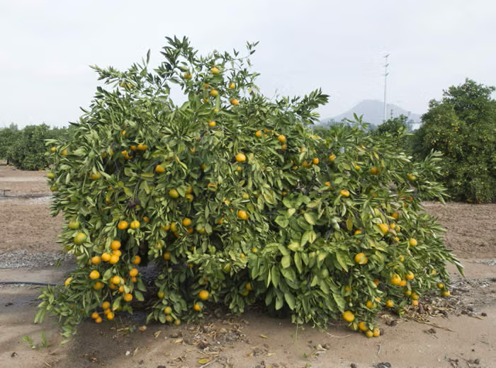 China S-2 Satsuma Mandarin Budwood citrus plant material online shopping