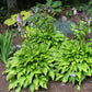 Purple And Gold Hosta Plants online shopping