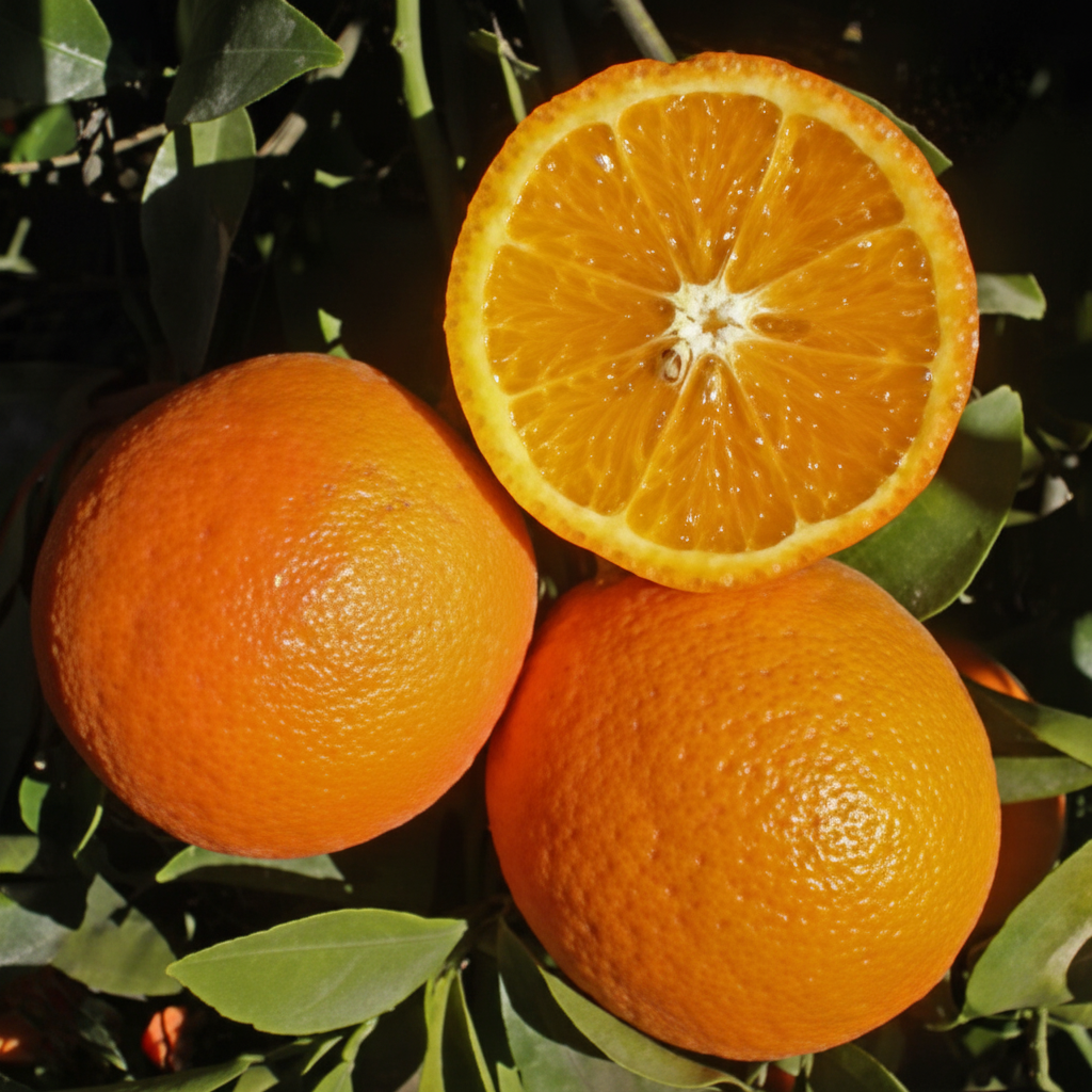 Page Tangelo Mandarin Budwood citrus plant material online shopping