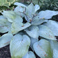 Holar Ice Empress Hosta Plants online shopping