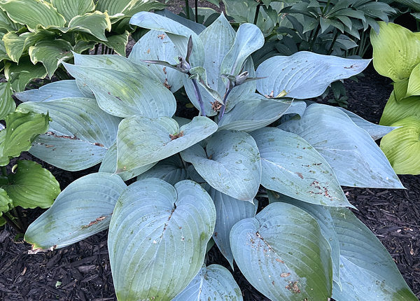 Holar Ice Empress Hosta Plants online shopping
