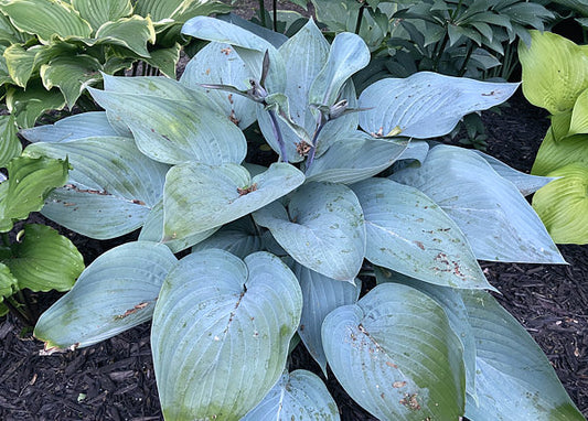 Holar Ice Empress Hosta Plants online shopping
