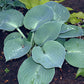 Pewterware Hosta Plants online shopping
