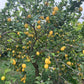 Verna Lemon Budwood citrus plant material online shopping