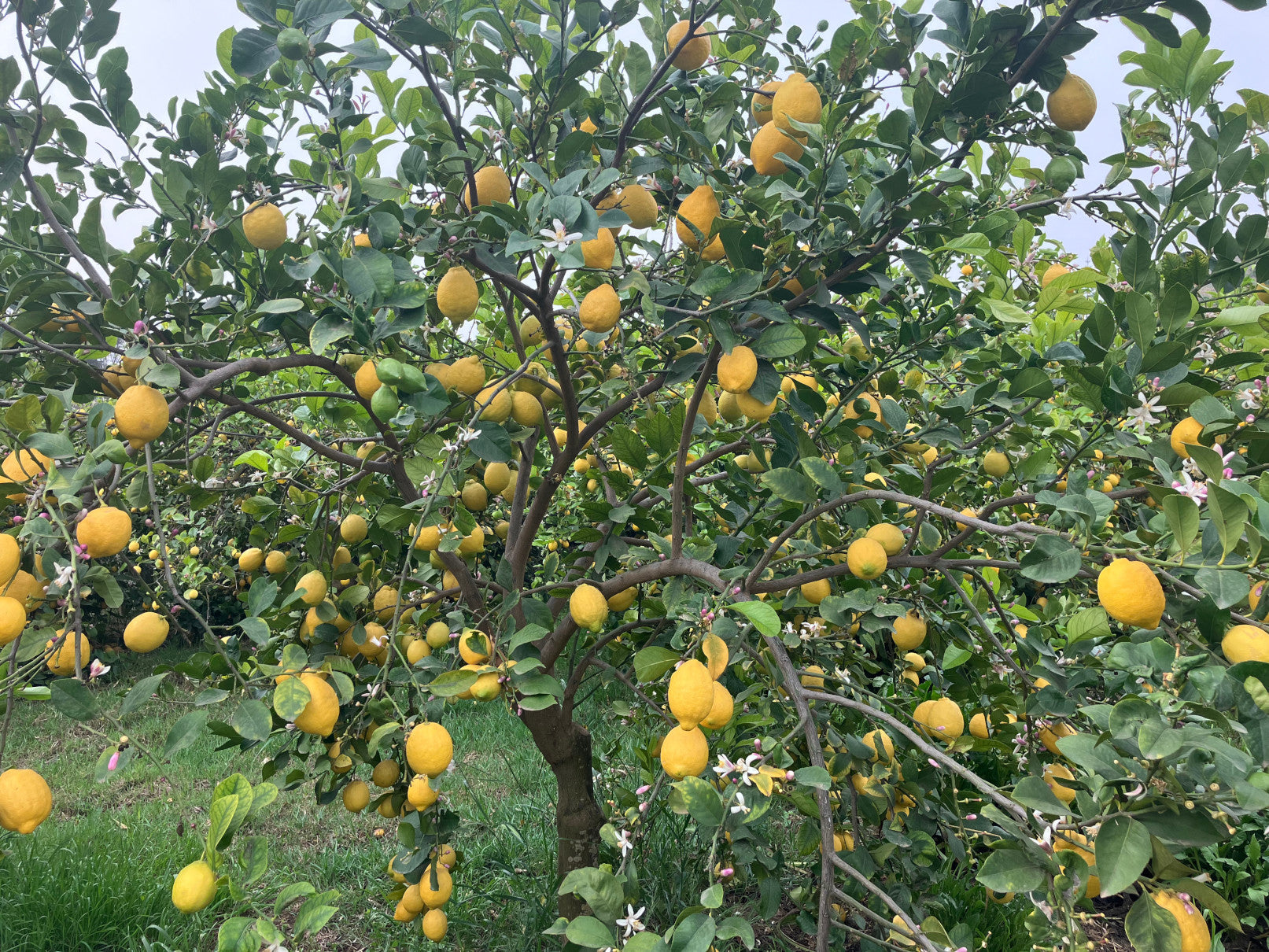Verna Lemon Budwood citrus plant material online shopping