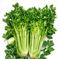 Tall Utah 52-70 Celery