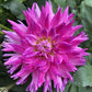 Enchantress Dahlia Plants online shopping