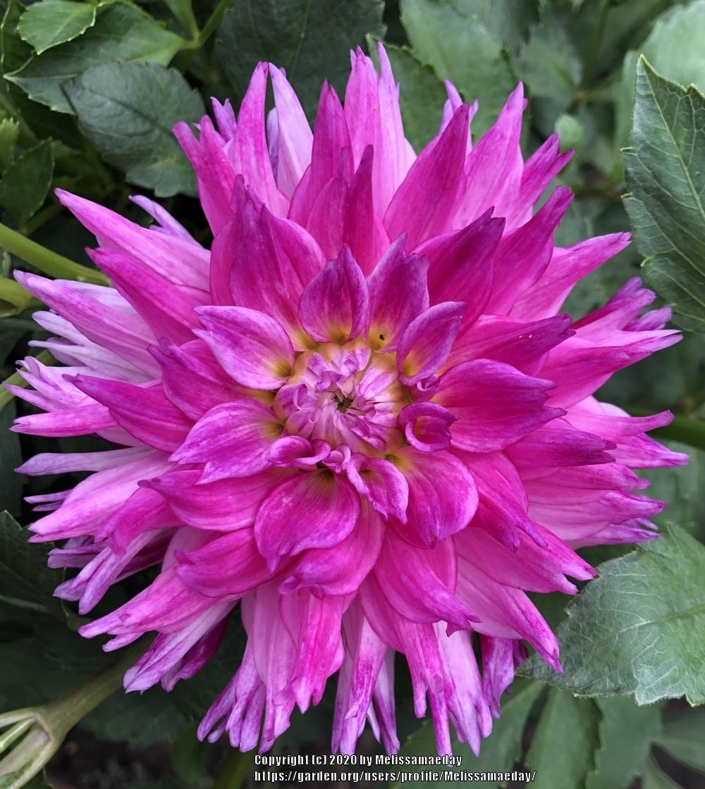 Enchantress Dahlia Plants online shopping