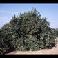 Akcay Sekeri Sweet Orange Plant citrus plant material online shopping