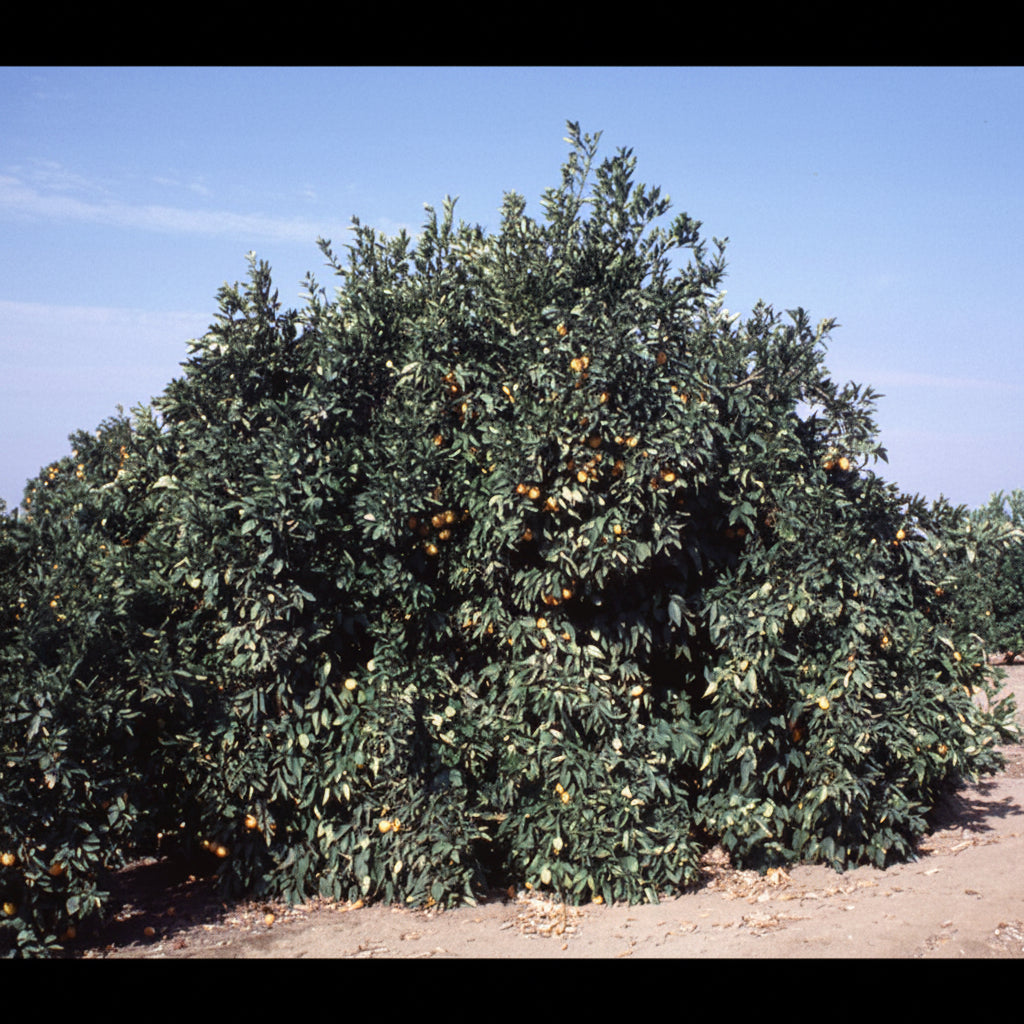 Akcay Sekeri Sweet Orange Plant citrus plant material online shopping