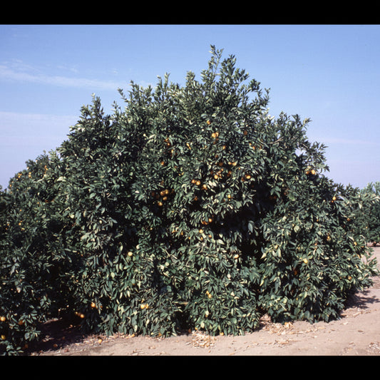 Akcay Sekeri Sweet Orange Plant citrus plant material online shopping