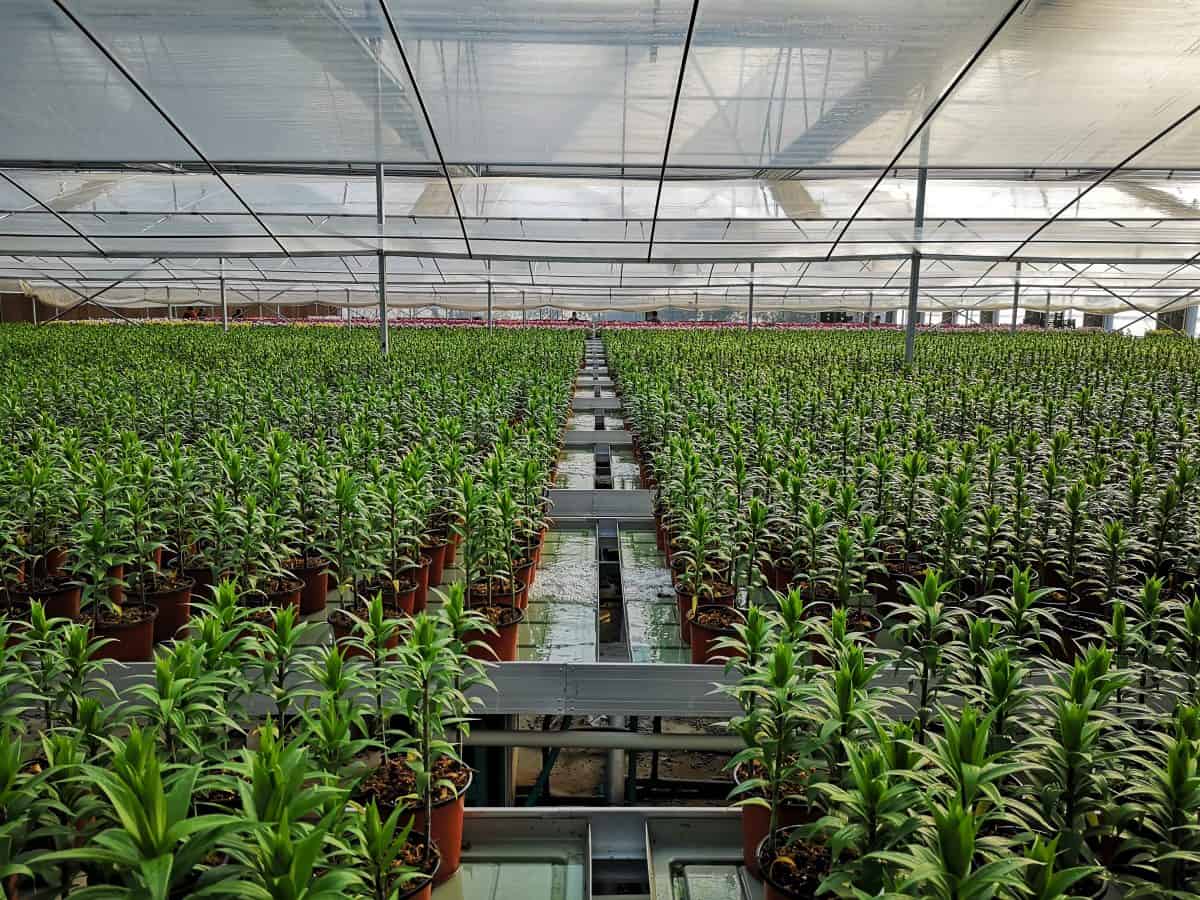 Active Aqua 4' Wide Infinity Tray  Ebb and Flow Flood Table