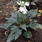 Indigo Hosta Plants online shopping