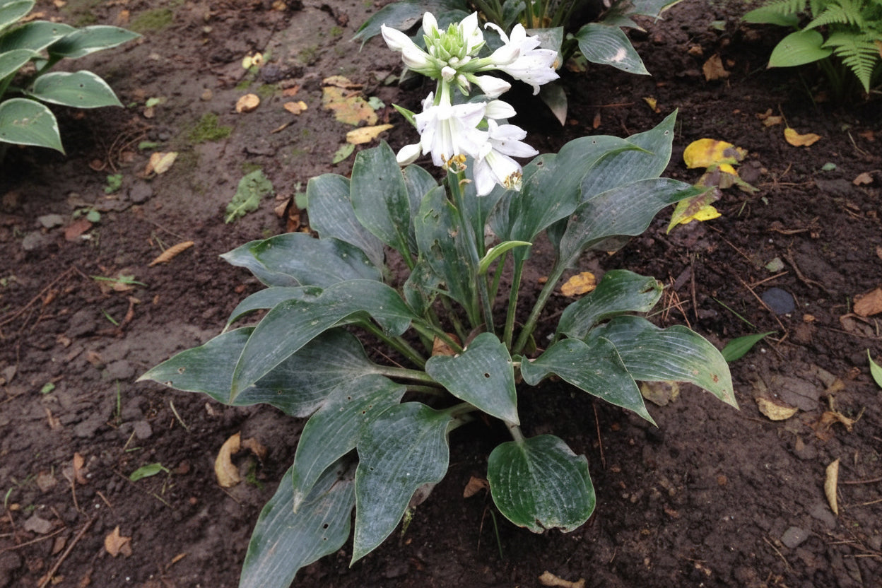 Indigo Hosta Plants online shopping