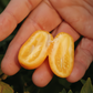 Nordmann Seedless Budwood citrus plant material online shopping