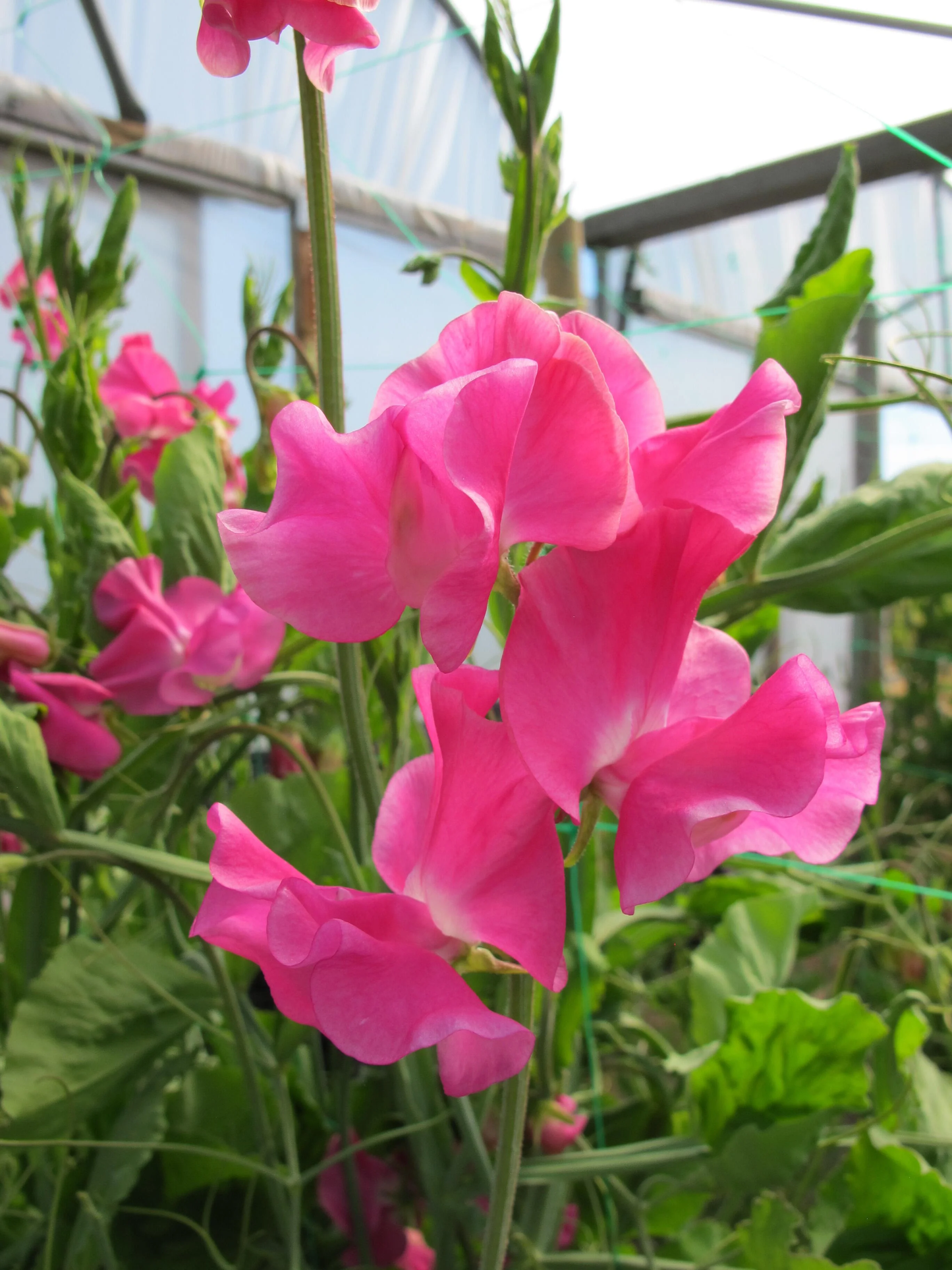 Evie Jones Sweet Pea seeds online shopping