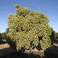 Variegated Calamondin Budwood citrus plant material online shopping
