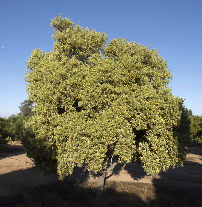 Variegated Calamondin Budwood citrus plant material online shopping