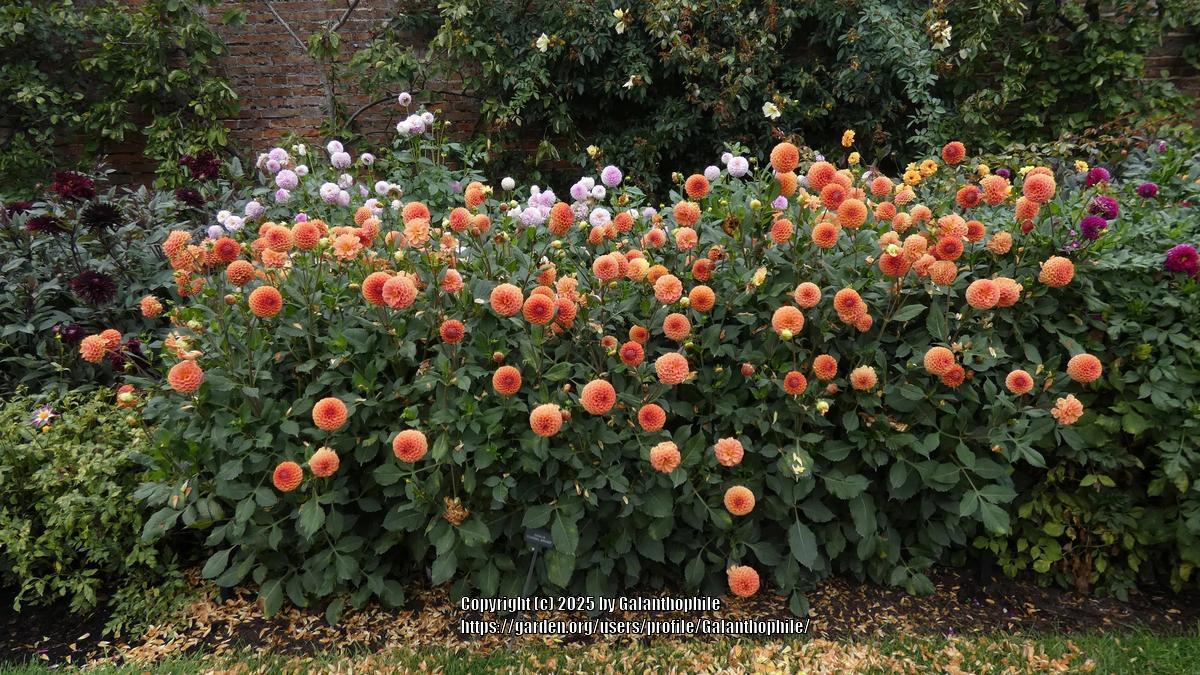 Cornel Bronze Dahlia