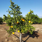 Shiranui Mandarin Plant citrus plant material online shopping