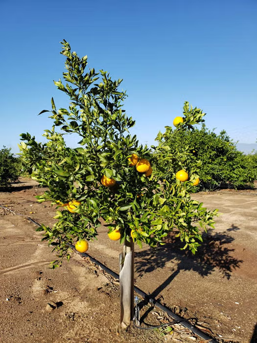 Shiranui Mandarin Plant citrus plant material online shopping