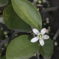 Bearss Lime Budwood citrus plant material online shopping