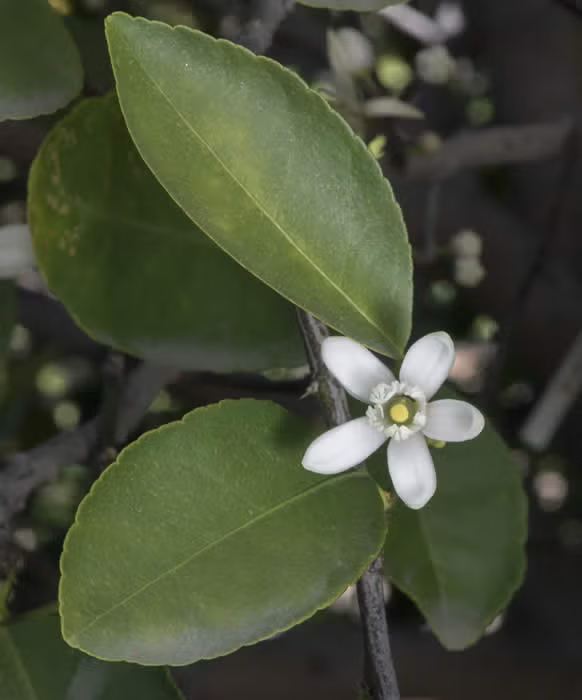 Bearss Lime Budwood citrus plant material online shopping