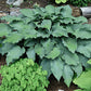 Silver Serenity Hosta Plants online shopping
