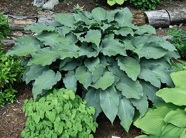 Silver Serenity Hosta Plants online shopping