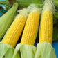 Golden Jubilee F1 Corn