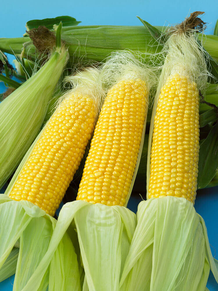 Golden Jubilee F1 Corn
