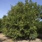 Trifeola Trifoliate Hybrid Budwood citrus plant material online shopping