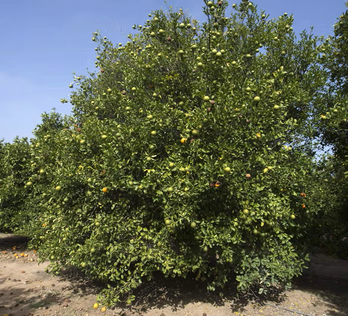 Trifeola Trifoliate Hybrid Budwood citrus plant material online shopping
