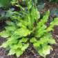 Lemon Love Note Hosta Plants online shopping