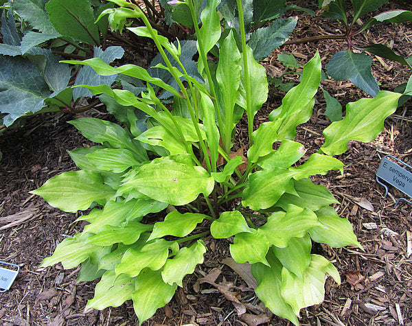 Lemon Love Note Hosta Plants online shopping