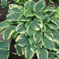 Lakeside Prophecy Fulfilled Hosta Plants online shopping