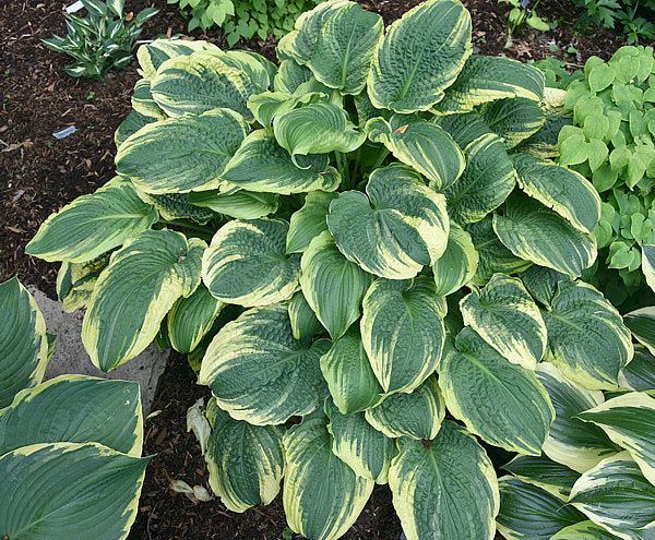 Lakeside Prophecy Fulfilled Hosta Plants online shopping