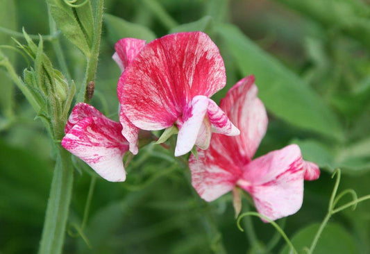 America Sweet Pea