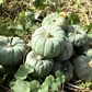 Jade Knight F1 Pumpkin Seeds online shopping