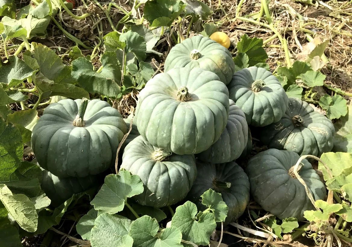 Jade Knight F1 Pumpkin Seeds online shopping