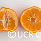 Borneo Red Rangpur Lime Budwood citrus plant material online shopping